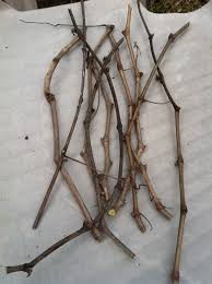 Image result for grapevine cuttings