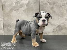 You can check more about this health guarantee here. English Bulldog Dog Male Blue Tri 3018175 Petland Frisco Tx