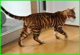 50 Jenis Kucing Di Dunia Penjelasan Dan Gambarnya - Daftarhewancom - Daftarhewancom Toyger Cat Purebred Cats Pet Cat Photos