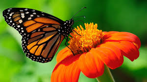 We are a participant in the amazon services llc associates program, an affiliate advertising program designed to provide a means for us to earn fees by linking to amazon.com and affiliated sites. Butterfly Meme Generator Imgflip