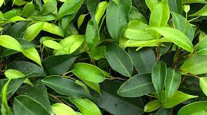 The drooping leaves are the source of the name weeping fig similarly one may ask, are ficus leaves poisonous to humans? Weeping Fig Ficus Benjamina Description Uses