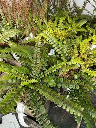 Image result for Blechnum australe