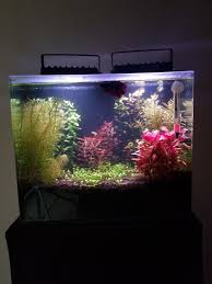 How to set up a betta tank. No Filter 5 Gal Betta Tank Aquariums