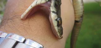 السقوط إلى أسفل أو التواجد في مكان منخفض أو أسفل شيء معيَّن: ØªÙØ³ÙŠØ± Ø¹Ø¶Ø© Ø§Ù„Ø«Ø¹Ø¨Ø§Ù† ÙÙŠ Ø§Ù„Ø­Ù„Ù…