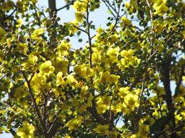Image result for Ochna ovata
