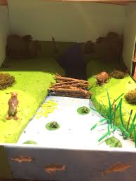 Freshwater Biome Diorama Biomes Project Water Ecosystems Ecosystems Diorama