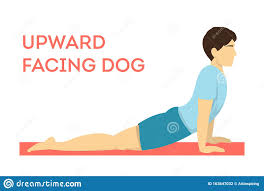 Upward Facing Dog Yoga Pose Fitness Exercise For Body Stock Vector Illustration Of Balance Male 163647032