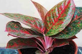 Selain untuk mempercantik ruangan dan memperindah halaman rumah, tanaman hias ini bisa untuk menyalurkan kegemaran budidaya tumbuhan. Pengertian Tanaman Hias Ciri Dan Contohnya Guru Sains