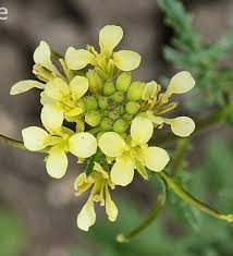 Image result for Erucastrum