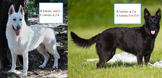 Because this breed can have joint issues, keep your. What Happens When You Breed A Black Gsd To A White Gsd By Nick Medium