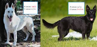 Protective, loyal, intelligent, easily lonely. What Happens When You Breed A Black Gsd To A White Gsd By Nick Medium