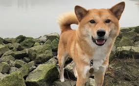 Top off-leash dog parks Vancouver