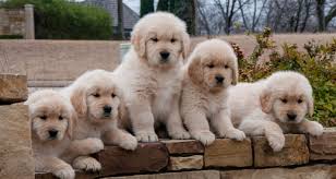 In addition we do not require you to neuter your dog due to the health risks with altering a golden before sexual maturity. Texas Golden Retriever Breeder Puppies Expected Early 2020 Serving Dallas Ft Worth Dogwood Springs