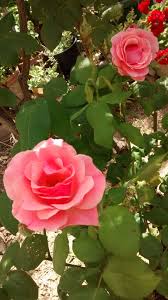 rose rosse di maggio | farina e fiore.com