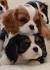 Welcome to Cavalier Rescue USA