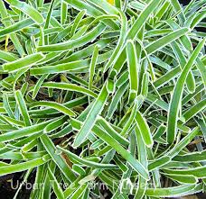 Image result for Ficinia