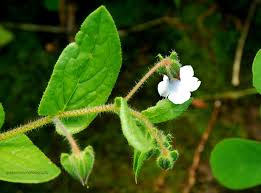 Image result for Trichodesma