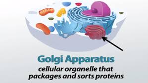 The golgi apparatus packages its products into sacs called vessicles. Golgi Apparatus Definition Function Video Lesson Transcript Study Com