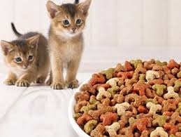 Сухой корм для кошек: ключевые достоинства рациона
