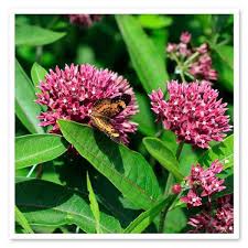 Asclepias Purpurascens Purple Milkweed Milkweed Flower Asclepias Milkweed