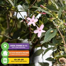 Image result for Aframomum polyanthum