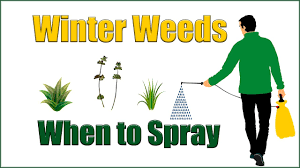This is especially true during the wintertime when your garden is empty and more susceptible to their invasion. When To Treat Winter Weeds Youtube