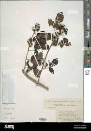 Image result for Vitex strickeri