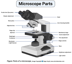 The compound microscope is an optical instrument used for viewing very small things such as bacteria or fungi, from different samples like blood or urine. Parts Of A Microscope With Functions And Labeled Diagram