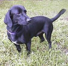 Black And White Dachshund Mix Fun Time Open Thread Which Witch Is Which Basset Hound Mix Dachshund Mix Dachshund