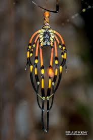 Golden Orb Weaver Nephila Sp Freshly Moulted Araignee Arthropodes Arachnides