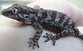Argentine Black And White Tegu For Sale Ontario Reticulated Gargoyle Gecko For Sale Online Baby Gargoyle Geckos For Sale Near Me Gargoyle Gecko Gecko Amphibians