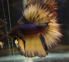 Halfmoon Bettas The Characteristic Of This Beautiful And Rare Species Of Bettas Betta Fish Betta Beta Fish