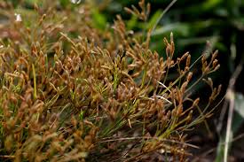 Image result for Vahlia dichotoma