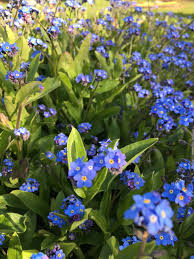 Hours may change under current circumstances Let S Forget Me Not The May Day Customs Church Park Flowers