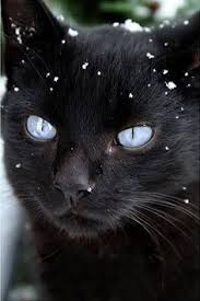 Nevica Animals Pretty Cats Crazy Cats