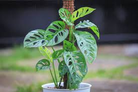 Image result for Monstera