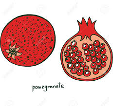 The only character that they share in common is frost intolerance. Pomegranate Fruit Coloring Page Graphic Vector Colorful Doodle Royalty Free Cliparts Vectors And Stock Illustration Image 82237521