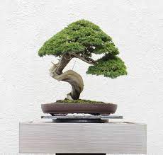 This bonsai tree starter kit comes with everything you need for growing five bonsai trees. All Things Bonsai Bonsai Trees Kits Pots Feeds Tools