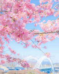 いいね 277件 コメント10件 みさっぺ misappe ringo のinstagramアカウント パステルカラー 今日は雪だあ 長崎 西海橋公園 よりみち西海市 河津桜 パステルカラー kyusyu 公園 パステルカラー 長崎