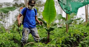 Luis Sinche, «héroe peruano de la alimentación» en plena pandemia