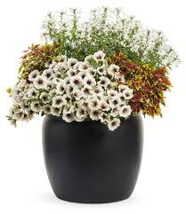 Image result for Cleome bororensis