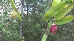 Yellow small dragon fruit plant. Dragon Fruit Difference Between The Red Yellow Variety Youtube
