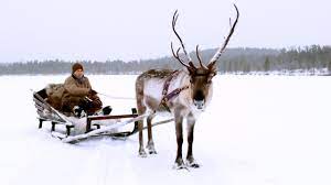 The reindeer are tied to the sled with threads. Magical Finland Sleigh Ride Reindeer Family And Me Bbc Earth Youtube