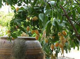 Pokok kecik dah berbuah 2. Pokok Kundang Madu Siam Marian Plum Malaysia Online Plant Nursery