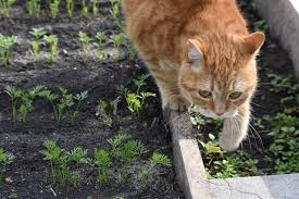 The solution is napthalene crystals and while it smells quite fresh and clean to humans, felines detest it and it certainly works. Orange Peel To Deter Cats The Garden And Patio Home Guide