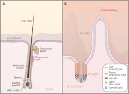 To extend skin cell longevity, cleanse deep down, and gently purify pores. Stem Cells And Niches Mechanisms That Promote Stem Cell Maintenance Throughout Life Cell