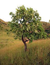 Image result for Faurea wentzeliana