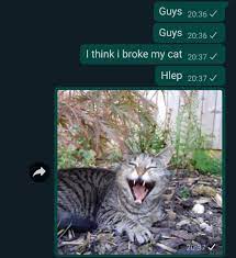 Broken Cat Memes