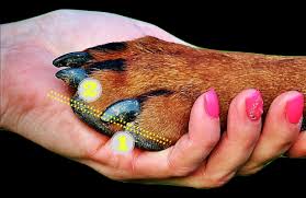 how to cut dogs nails without pain or