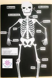 Bone models with a thin cortical layer and an open cell cancellous section at the proximal and distal ends. Long Bone 3d Model Project Kindergarten Halloween Activities Make A Straw Skeleton You Can Find The Download Links For However For A Long Time The Research Community Around Surgical